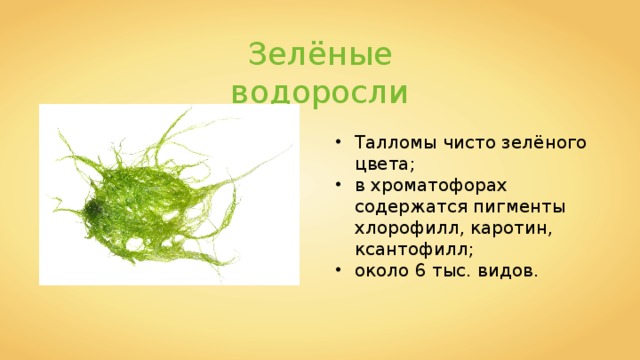 Зелёные водоросли Талломы чисто зелёного цвета; в хроматофорах содержатся пигменты хлорофилл, каротин, ксантофилл; около 6 тыс. видов. 