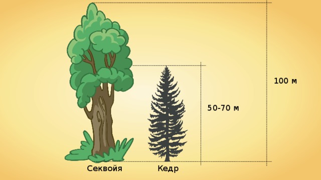 На рисунке изображены ель и секвойя высота ели равна 30 м какова примерная высота секвойи