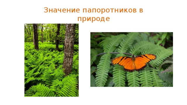 Значение папоротников. Роль папоротникообразных в природе. Роль папоротников в природе. Значение папоротников в природе. Значение папоротникообразных в природе.