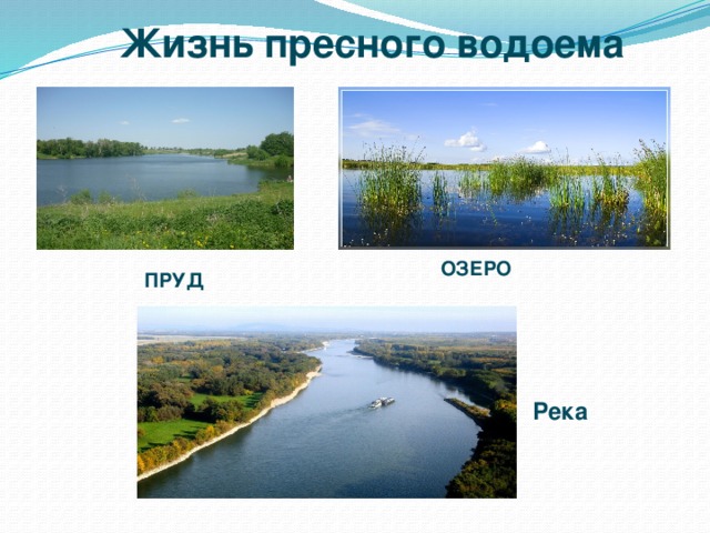 Чем отличается река. Отличие водоемов. Озеро пруд отличие. Пресные водоемы России. Отличие пруда от озера.