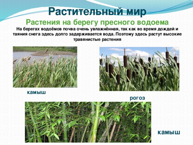 Растительный мир Растения на берегу пресного водоема На берегах водоёмов почва очень увлажнённая, так как во время дождей и таяния снега здесь долго задерживается вода. Поэтому здесь растут высокие травянистые растения камыш рогоз камыш 