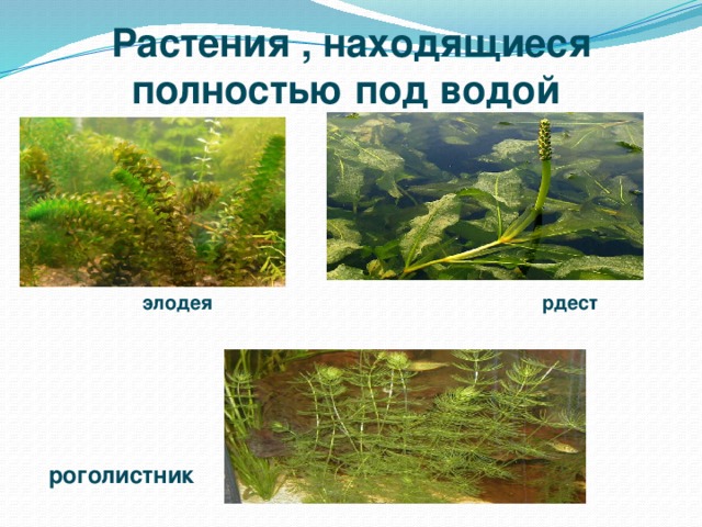 Растения , находящиеся полностью под водой элодея рдест роголистник  