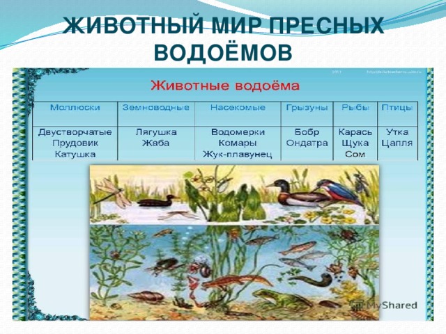 Заполни таблицу группы водных организмов. Обитатели пресных вод. Обитатели пресных водоемов. Водоем окружающий мир и обитатели. Обитатели пресного водоема животные.