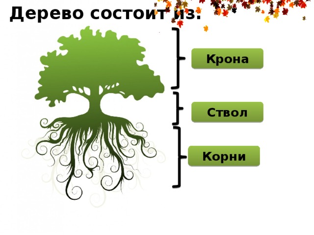 Схема дерево с корнями