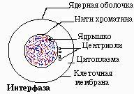 Интерфаза митоза рисунок