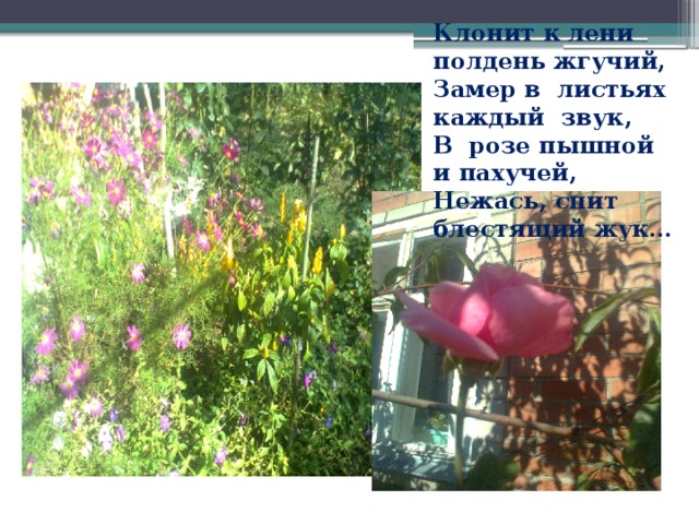 Клонит к лени полдень жгучий, Замер в листьях каждый звук, В розе пышной и пахучей, Нежась, спит блестящий жук…  