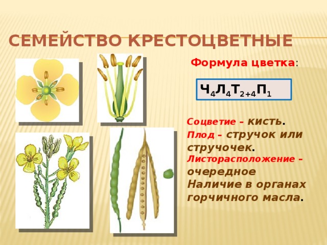 Семейство Крестоцветные Формула цветка : Ч 4 Л 4 Т 2+4 П 1 Соцветие – кисть . Плод –  стручок или стручочек . Листорасположение – очередное Наличие в органах горчичного масла . 