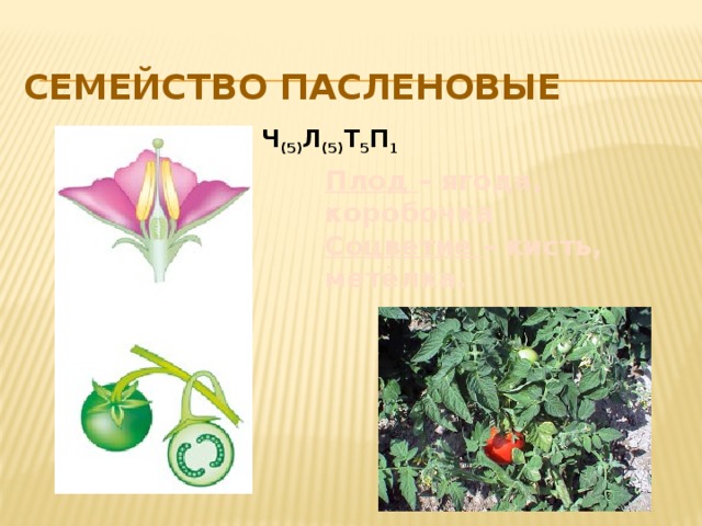 Семейство Пасленовые Ч (5) Л (5) Т 5 П 1 Плод  – ягода, коробочка Соцветие  – кисть, метёлка. 