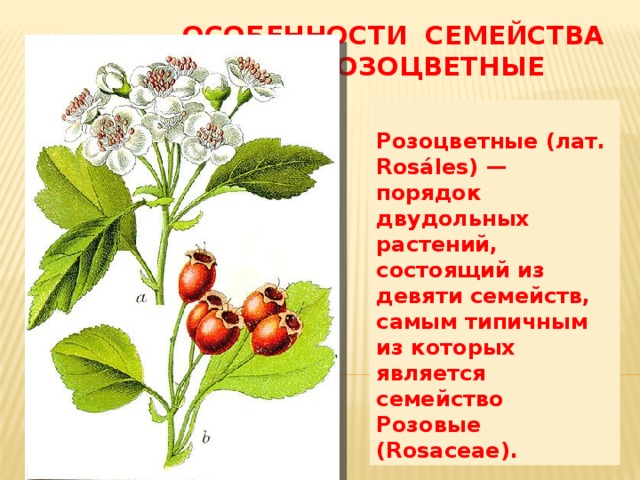  Особенности семейства  Розоцветные Розоцветные (лат. Rosáles) — порядок двудольных растений, состоящий из девяти семейств, самым типичным из которых является семейство Розовые (Rosaceae). 