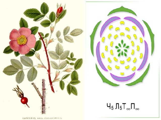 Особенности Розоцветных Шиповник – роза майская 