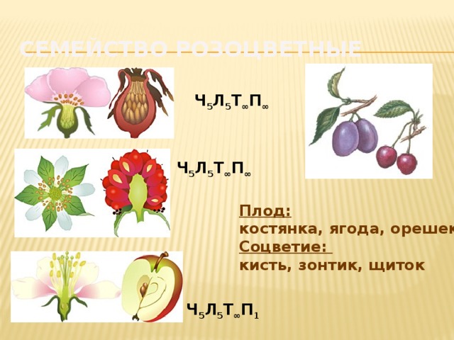 Семейство Розоцветные Ч 5 Л 5 Т ∞ П ∞ Ч 5 Л 5 Т ∞ П ∞ Плод:   костянка, ягода, орешек Соцветие:  кисть, зонтик, щиток Ч 5 Л 5 Т ∞ П 1 