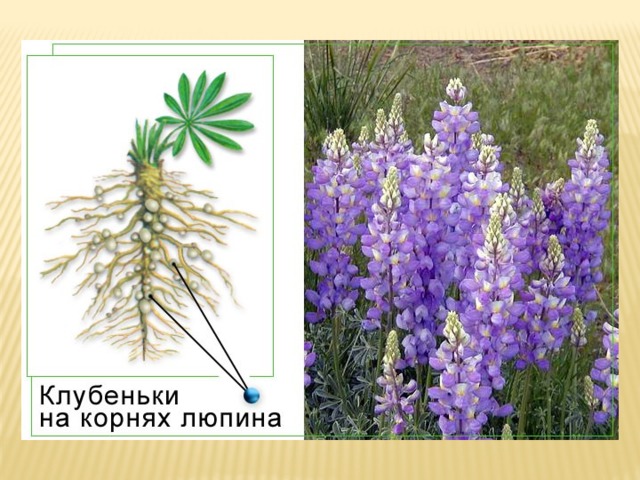 Клубеньки функции и примеры растений