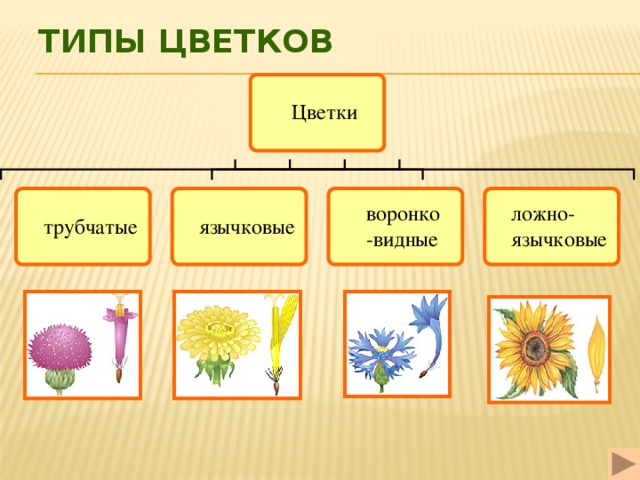 Типы цветков 