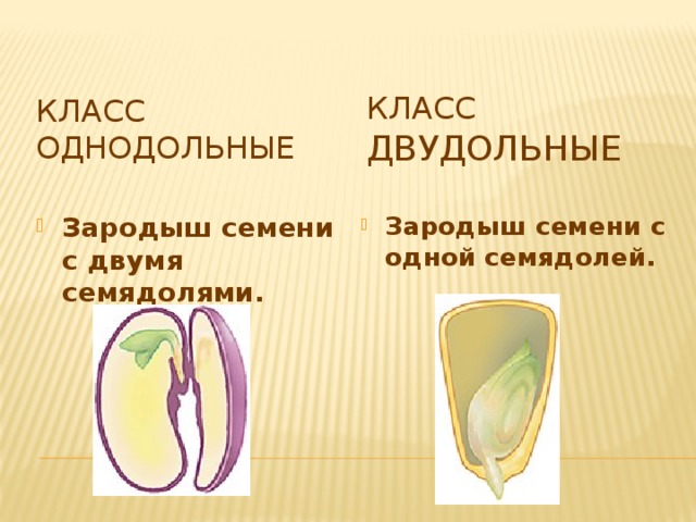 Класс Однодольные Класс  Двудольные Зародыш семени с двумя семядолями. Зародыш семени с одной семядолей. 