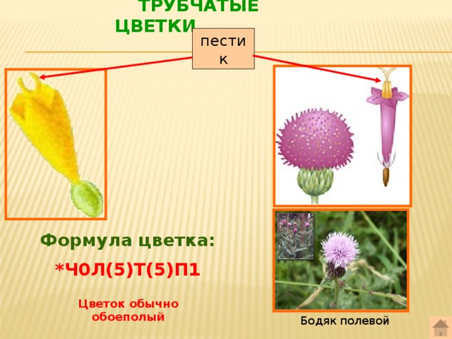  Трубчатые цветки пестик Формула цветка: *Ч0Л(5)Т(5)П1 Цветок обычно обоеполый Бодяк полевой 