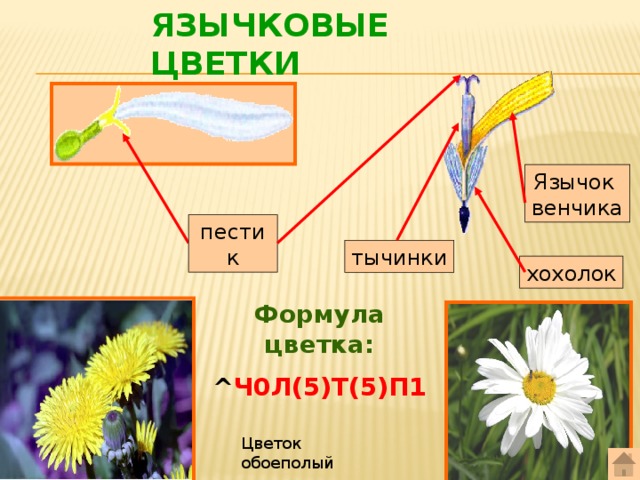 Язычковые цветки Язычок венчика пестик тычинки хохолок Формула цветка: ^ Ч0Л(5)Т(5)П1 Цветок обоеполый 