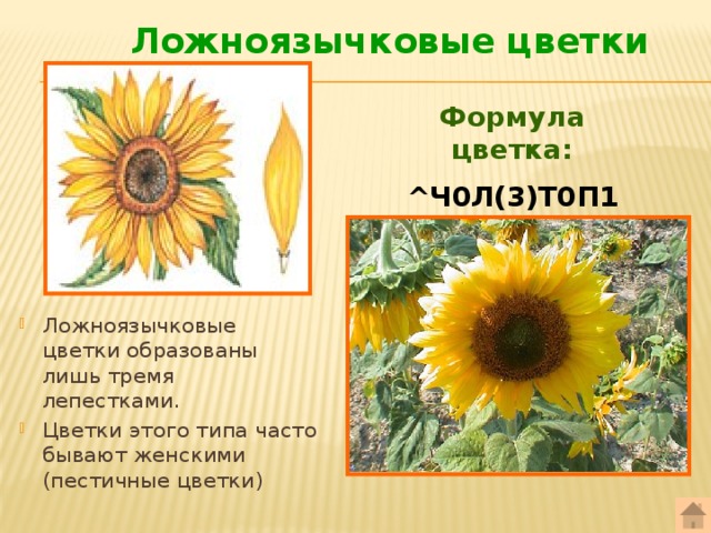 Ложноязычковые  цветки Формула цветка: ^Ч0Л(3)Т0П1 Ложноязычковые цветки образованы лишь тремя лепестками. Цветки этого типа часто бывают женскими (пестичные цветки) 