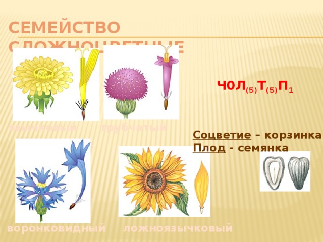 Семейство Сложноцветные Ч0Л (5) Т (5) П 1 язычковый трубчатый Соцветие – корзинка Плод - семянка воронковидный ложноязычковый 
