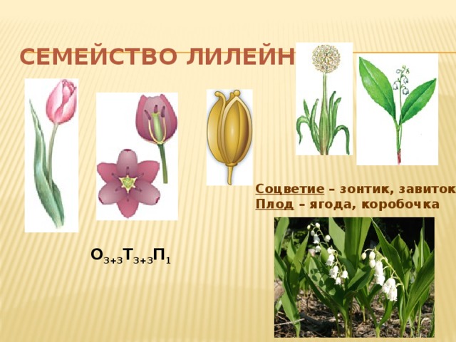Семейство Лилейные Соцветие – зонтик, завиток Плод – ягода, коробочка О 3+3 Т 3+3 П 1 