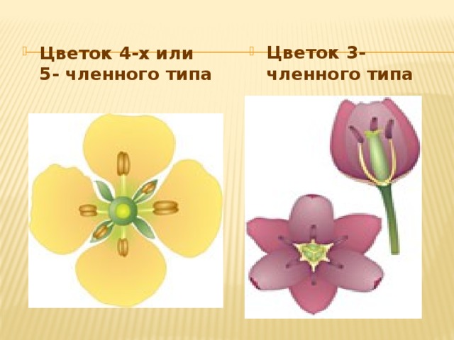Количество частей цветка кратно 3 класс. Пятичленный цветок у двудольных. Четырёх- или пятичленный цветок. Цветок трехчленного типа. Пятичленный Тип цветка.