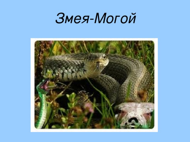 Змея-Могой 