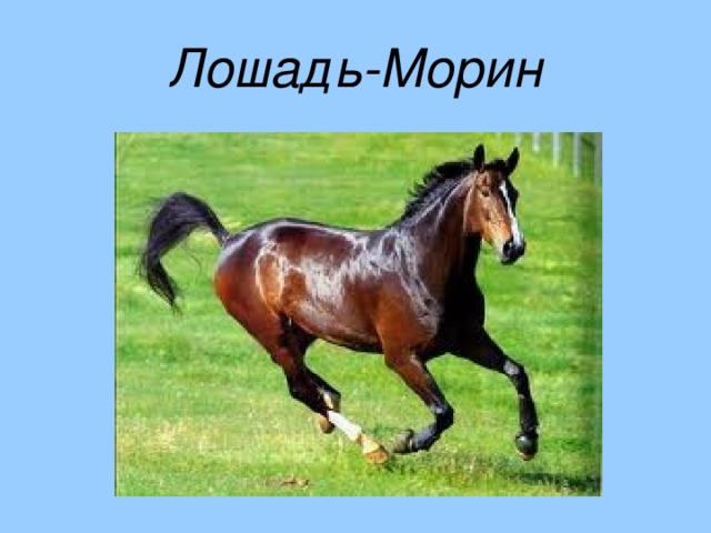 Лошадь-Морин 