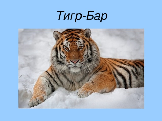 Тигр-Бар 