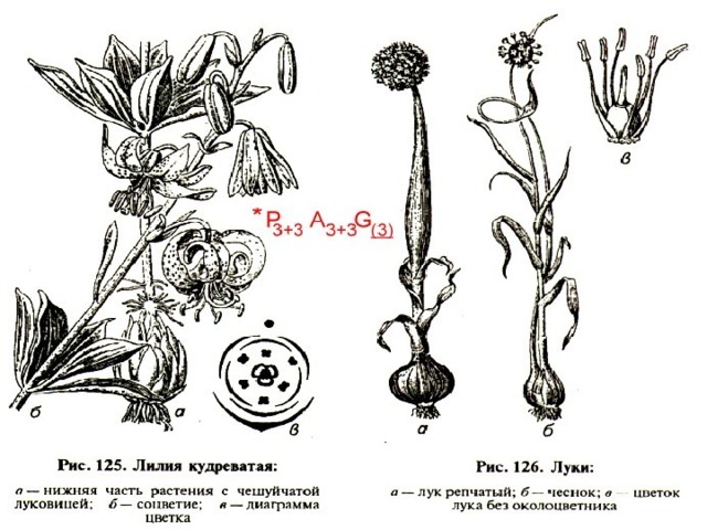 Семейство луковые рисунок