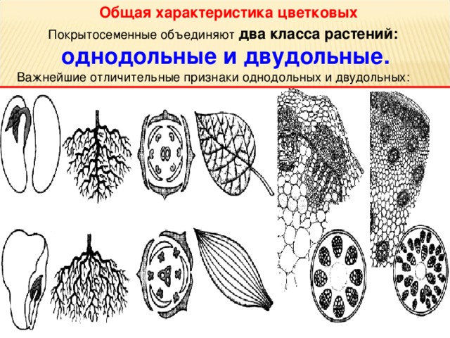 Выбери на каком рисунке изображен признак характерный для класса двудольных растений