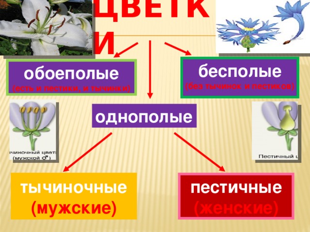 Обоеполые цветки характерны для