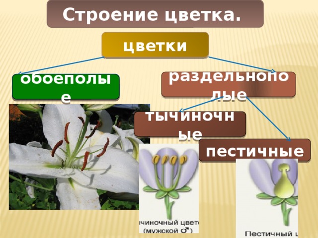 Обоеполые раздельнополые растения
