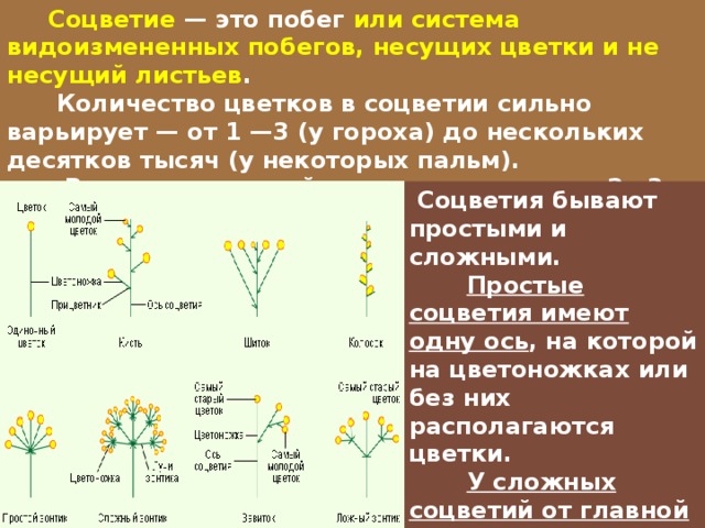 Какое соцветие у гороха. Соцветие. Соцветие гороха. Соцветие гороха посевного. Тип соцветия гороха.