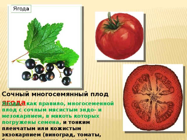 Какой из перечисленных плодов является многосеменным. Сочные многосемянные плоды ягода. Сухие многосемянные плоды томат. Строение плода томата. Сочные плоды помидоры.