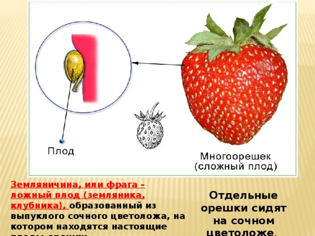 Отметь изображение на котором сочные плоды