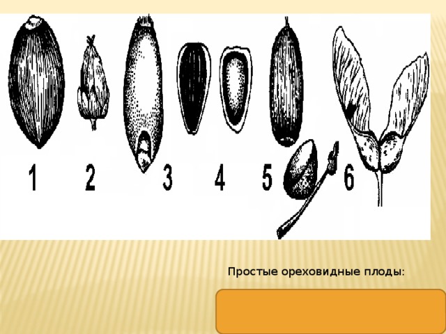 На рисунке изображен плод. Сухие плоды Зерновка семянка крылатка. Семянка и Зерновка. Типы ореховидных плодов. Строение плода крылатка.