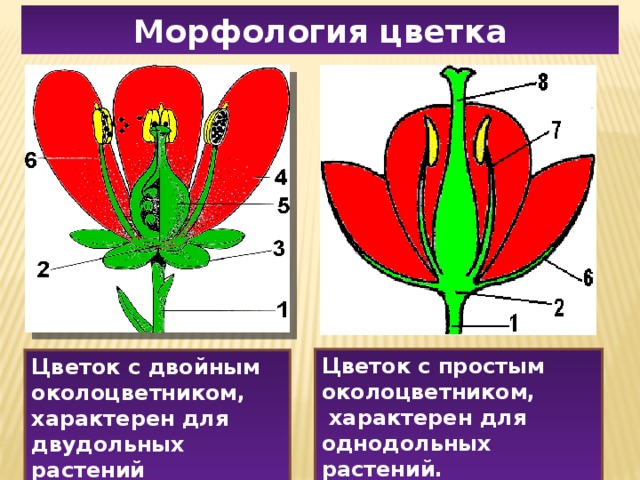 Для всех представителей класса характерно наличие околоцветника. Строение цветка околоцветник. Число компонентов цветка у однодольных и двудольных. Цветок с простым околоцветником. Цветок с двойным околоцветником.