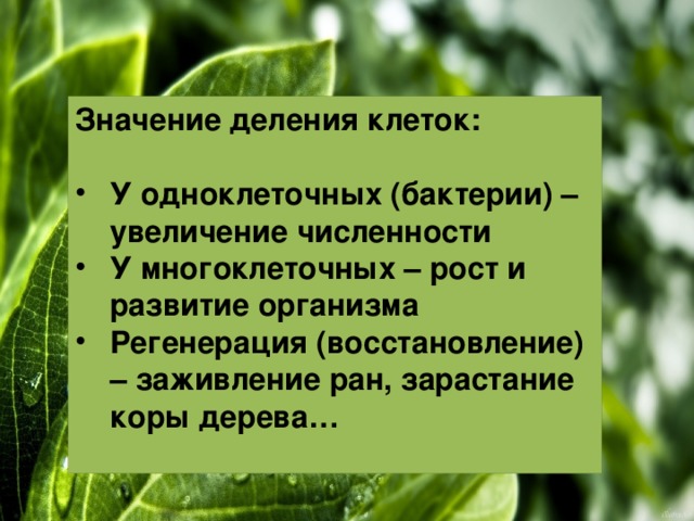 Значение деления клеток. Биологическое значение деления клеток. Каково значение деления клетки. Деление клетки значение процесса.