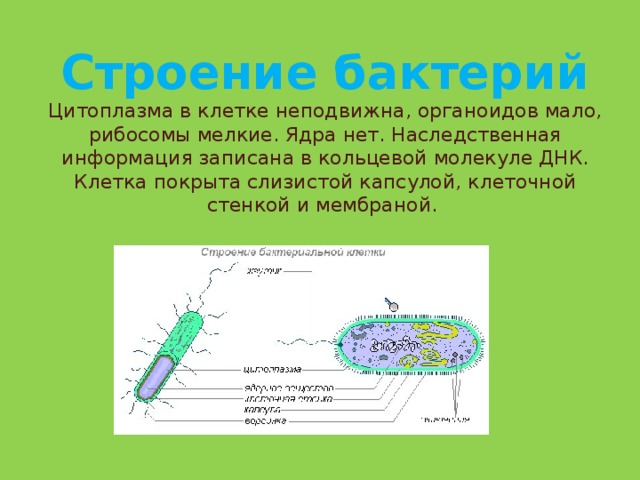 Презентация строение бактерий