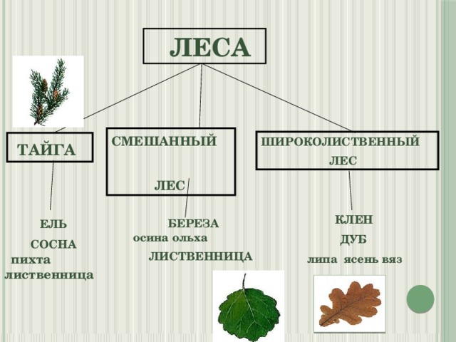 В нашем лесу растут разные деревья ель сосна осина дуб береза орешник схема предложения