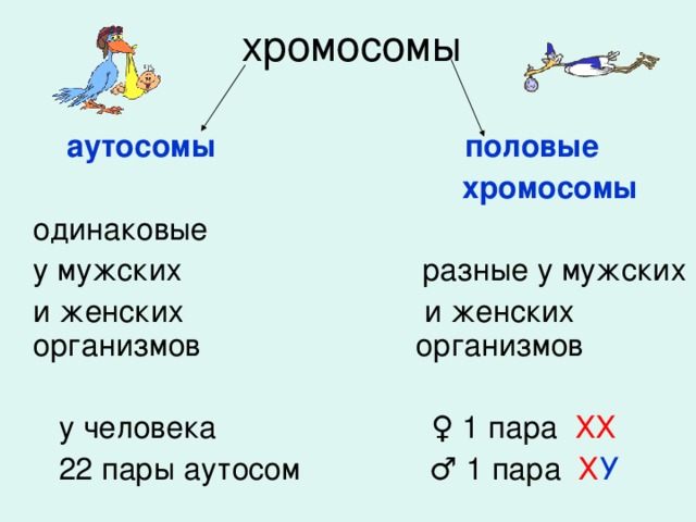 Аутосомные хромосомы