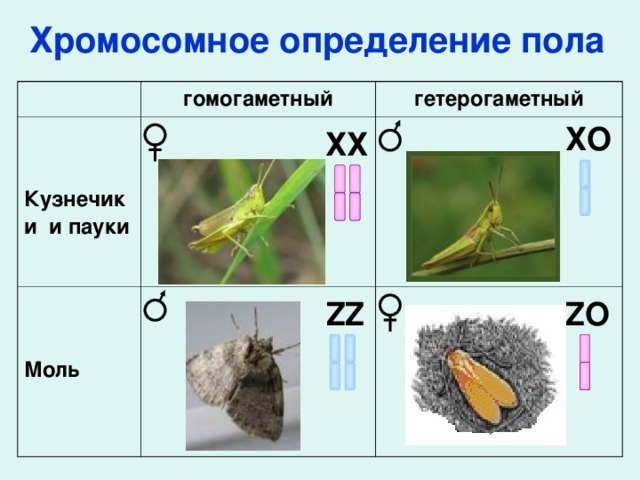 Способ изображения гомогаметного пола