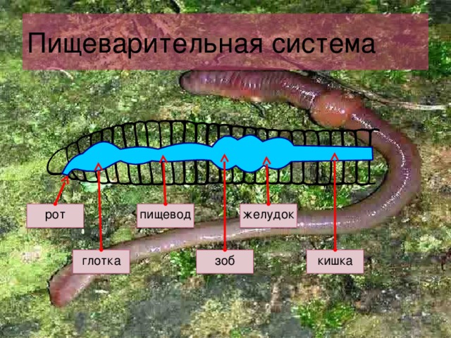Строение пищеварительной системы червя. Пищеварительная система дождевого червя. Пищеварение дождевого червя. Строение дождевого червя.