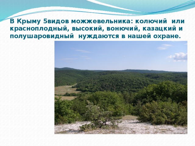 В Крыму 5видов можжевельника: колючий или красноплодный, высокий, вонючий, казацкий и полушаровидный нуждаются в нашей охране. 