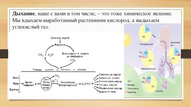 Влияние углекислого газа на дыхательный центр исследовательский проект 8 класс