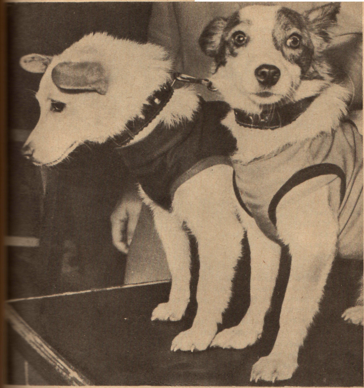 Две собаки в космосе. Белка и стрелка 1960. Собаки-космонавты белка и стрелка-1. Белка и стрелка полёт в космос 1958. Белка и стрелка первые собаки в космосе.