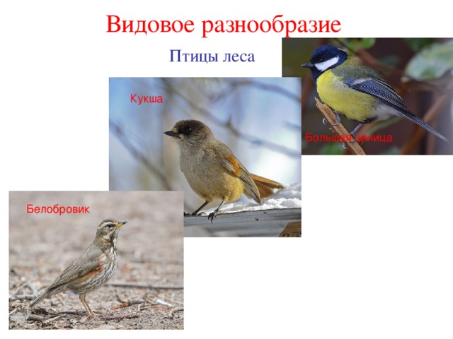Многообразие птиц 8 класс. Организм птицы Кукши. Птицы вредоносные Кукши. Все птицы в Пасвике. Кукша птица окрас и рост.