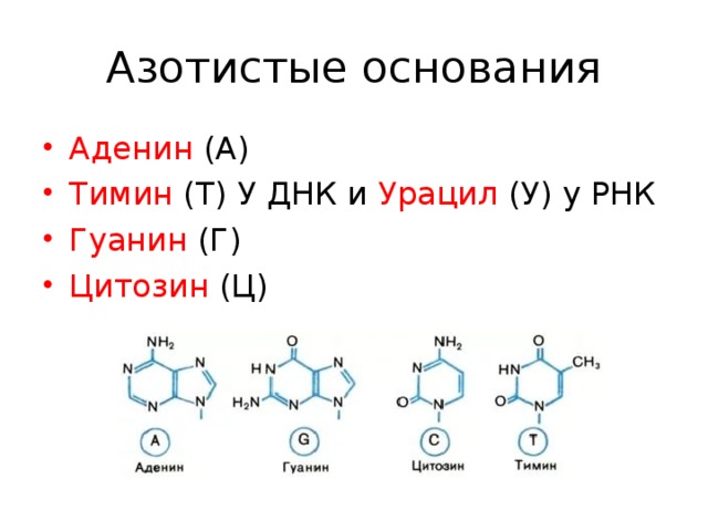 В состав рнк не входит азотистое основание. Аденин гуанин цитозин Тимин урацил таблица. Азотистое основание аденин формула.