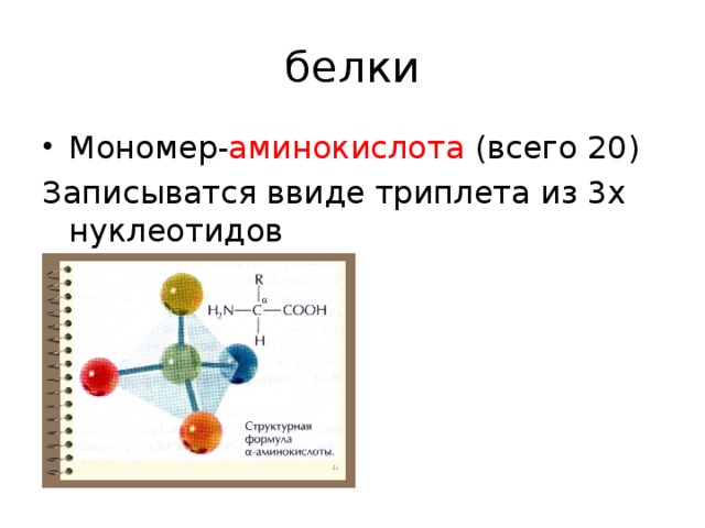 Мономеры белков. Строение мономера белка формула. Мономеры белков формула. Мономер белка аминокислота. Белки мономеры аминокислоты.