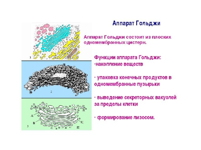 Аппарат гольджи презентация