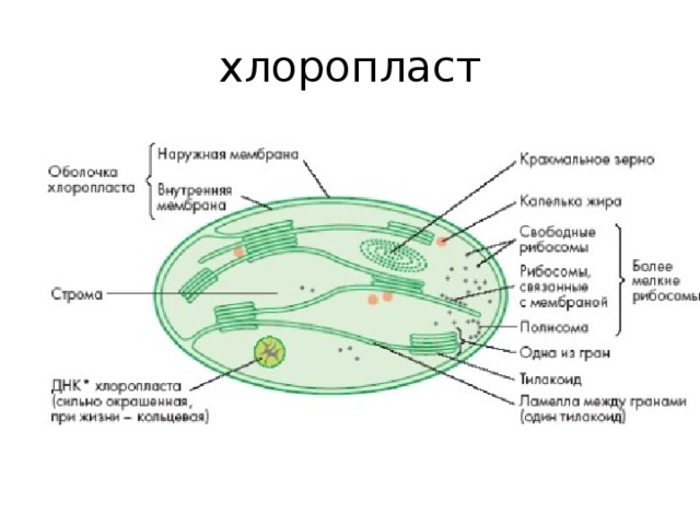 Выделение хлоропластов